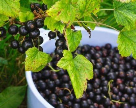 Description et caractéristiques des variétés de cassis Perun, plantation et entretien