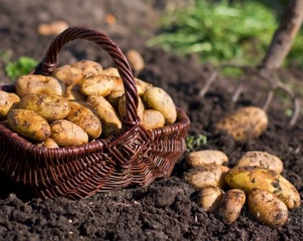 Description of the potato variety Zorachka, features of cultivation and care