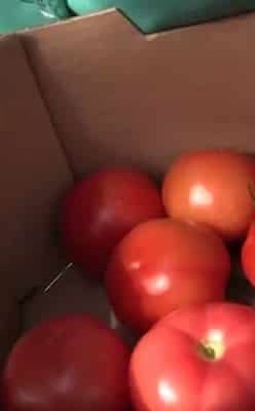 Description de la variété de tomate Ministre, ses caractéristiques et son rendement