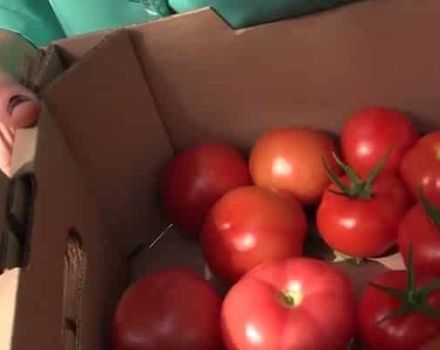 Description de la variété de tomate Ministre, ses caractéristiques et son rendement