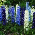 Description des meilleures variétés de delphinium néo-zélandais et de sa culture