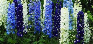 Descripción de las mejores variedades de delphinium de Nueva Zelanda y su cultivo.