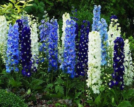 Penerangan mengenai jenis terbaik delphinium New Zealand dan penanamannya