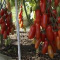 Caractéristiques et description de la variété de tomate Zhigalo, son rendement