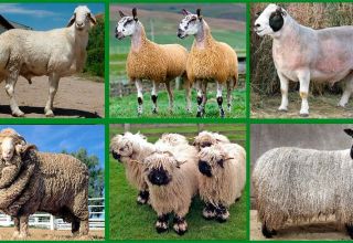 The nuances of breeding sheep of meat breeds, how quickly they grow and the rules of feeding