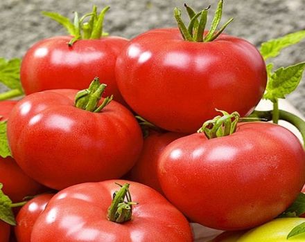 Penerangan mengenai varieti tomato Swat f1, ciri dan hasilnya