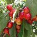 Characteristics and description of sweet cherries of the Napoleon variety, planting and care