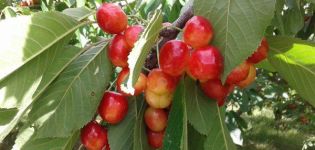 Caractéristiques et description des cerises douces de la variété Napoléon, plantation et entretien