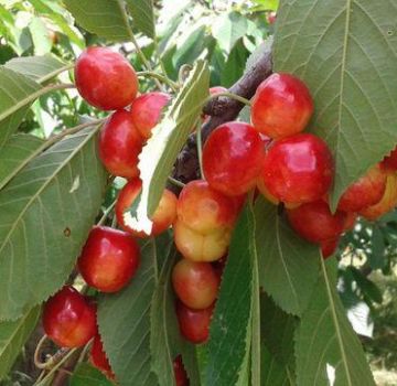 Caractéristiques et description des cerises douces de la variété Napoléon, plantation et entretien