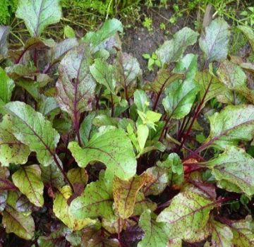 Why beet leaves turn red and what needs to be done