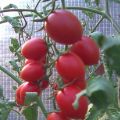 Caractéristiques et description de la variété de tomate Cherry Ira, son rendement