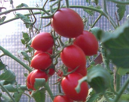 Características y descripción de la variedad de tomate Cherry Ira, su rendimiento