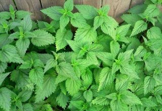 How to permanently get rid of nettles on the site, control rules and the best means