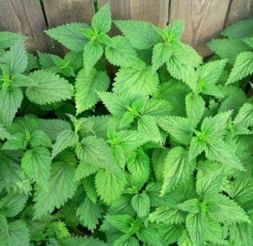 How to permanently get rid of nettles on the site, control rules and the best means