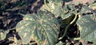 Síntomas y tratamiento de manchas angulares de hojas de pepino o bacteriosis.