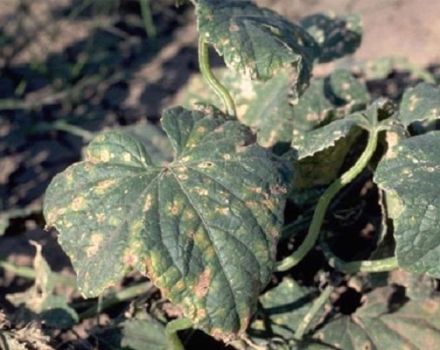 Síntomas y tratamiento de manchas angulares de hojas de pepino o bacteriosis.