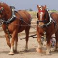 Noms des races de chevaux lourds, leur description et leurs caractéristiques, où ils sont utilisés