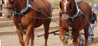 Noms des races de chevaux lourds, leur description et leurs caractéristiques, où ils sont utilisés