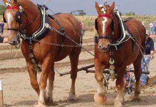 Names of heavy horse breeds, their description and characteristics, where they are used