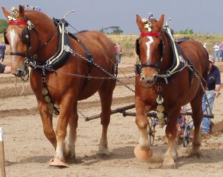 Names of heavy horse breeds, their description and characteristics, where they are used