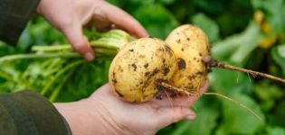 Cultivo y cuidado de nabos en campo abierto, fechas de siembra, cuánto crece y cuándo madura.