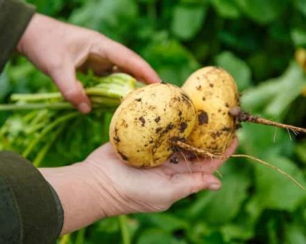 Menanam dan merawat lobak di ladang terbuka, menanam tarikh, berapa banyak ia tumbuh dan ketika ia matang