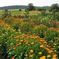 Plantar, cultivar y cuidar la caléndula al aire libre