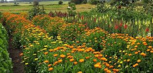 Planter, cultiver et entretenir le calendula en extérieur