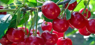 Mga paglalarawan at katangian ng mga varieties ng Cherry Mapagbigay, pakinabang at tampok ng paglilinang