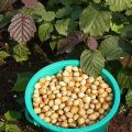 Penjagaan hazelnut yang tumbuh dan betul di Rusia tengah