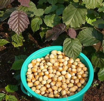 Penjagaan hazelnut yang tumbuh dan betul di Rusia tengah