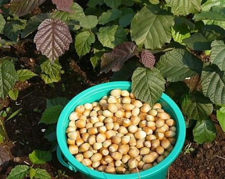 Penjagaan hazelnut yang tumbuh dan betul di Rusia tengah