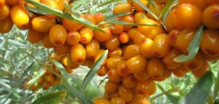 When to collect and how to properly store sea buckthorn at home