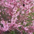 Description of the steppe almond, its planting and care, the secrets of agricultural technology