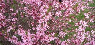 Description of the steppe almond, its planting and care, the secrets of agricultural technology