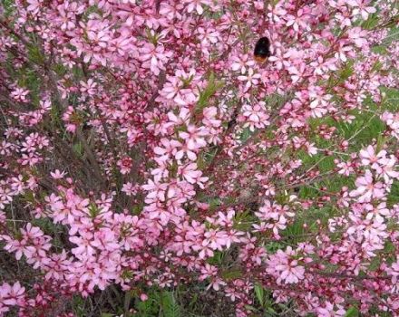 Description of the steppe almond, its planting and care, the secrets of agricultural technology