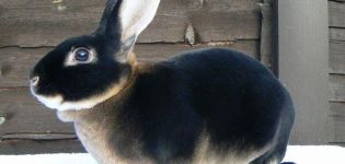 TOP 5 breeds of black rabbits and their description, rules of care and maintenance