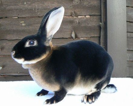 TOP 5 breeds of black rabbits and their description, rules of care and maintenance