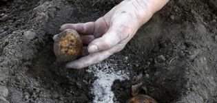 Aderezo de patatas con monofosfato de potasio, características de fertilización y reglas de aplicación.