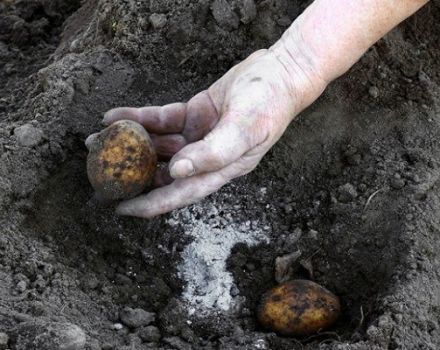 Top dressing de pommes de terre avec du monophosphate de potassium, caractéristiques de fertilisation et règles d'application