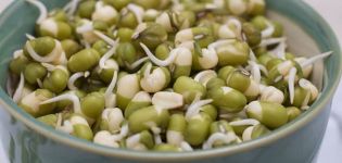 Description de la variété de pois Mash, propriétés utiles et nocives