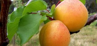 Description of the apricot variety Alyosha and characteristics of disease resistance