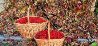 Quand et comment récolter au mieux le viburnum, le moment de la récolte des baies et la technologie de stockage