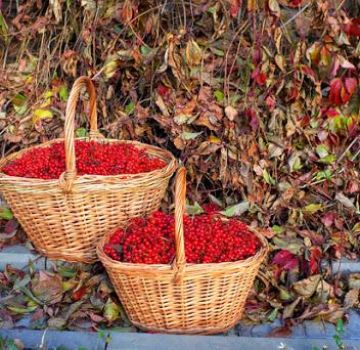 Kapan dan cara terbaik untuk mengumpulkan viburnum, masa pengambilan buah beri dan teknologi penyimpanan