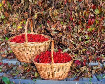 When and how best to collect viburnum, the timing of harvesting berries and storage technology