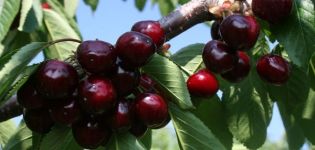 Description de la variété de cerises Valery Chkalov et caractéristiques des fruits, avantages et inconvénients, culture