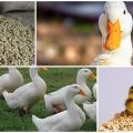 What is better to feed ducks at home for fast growth for beginners