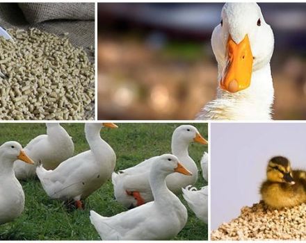 What is better to feed ducks at home for fast growth for beginners