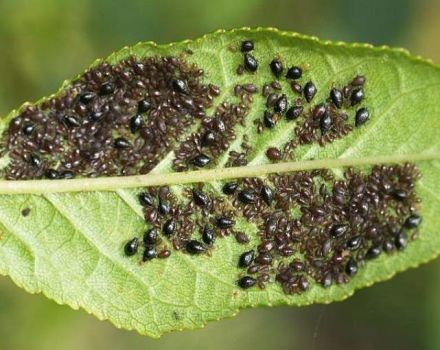 How to deal with aphids on parsley on the windowsill and garden beds, and how to handle it