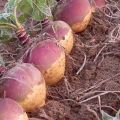 Règles pour cultiver à partir de graines et prendre soin du rutabaga en plein champ, avec quoi planter et quand semer